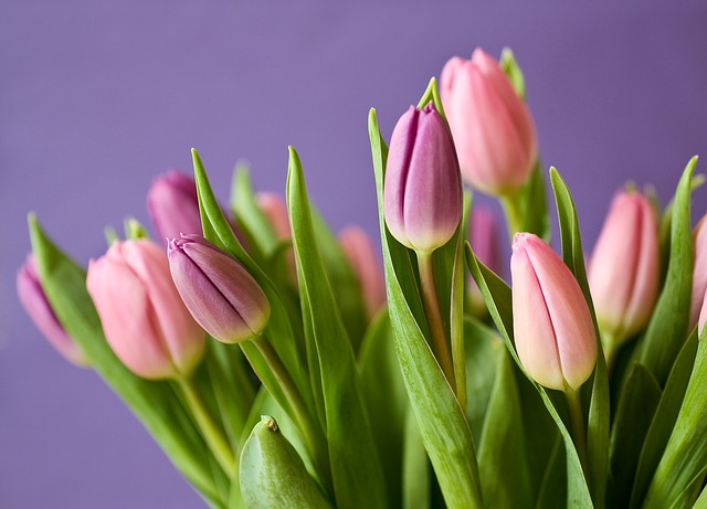 fialové a růžové tulipány